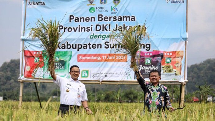 Headline Nasional | Bersama Bupati Sumedang, Gubernur Anies Lakukan Panen Raya