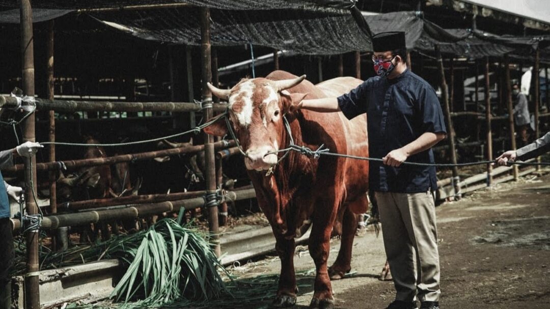 Headline Jakarta | Iduladha 1442 H, Gubernur Anies Serahkan Sapi Limosin ke Korpri DKI