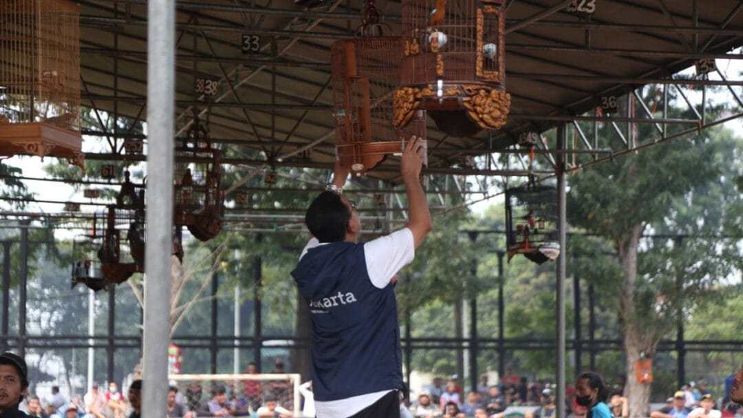 Ikut Serta Dalam Lomba Kicau Burung, Ini Andalan Burung Kicau Gubernur Anies