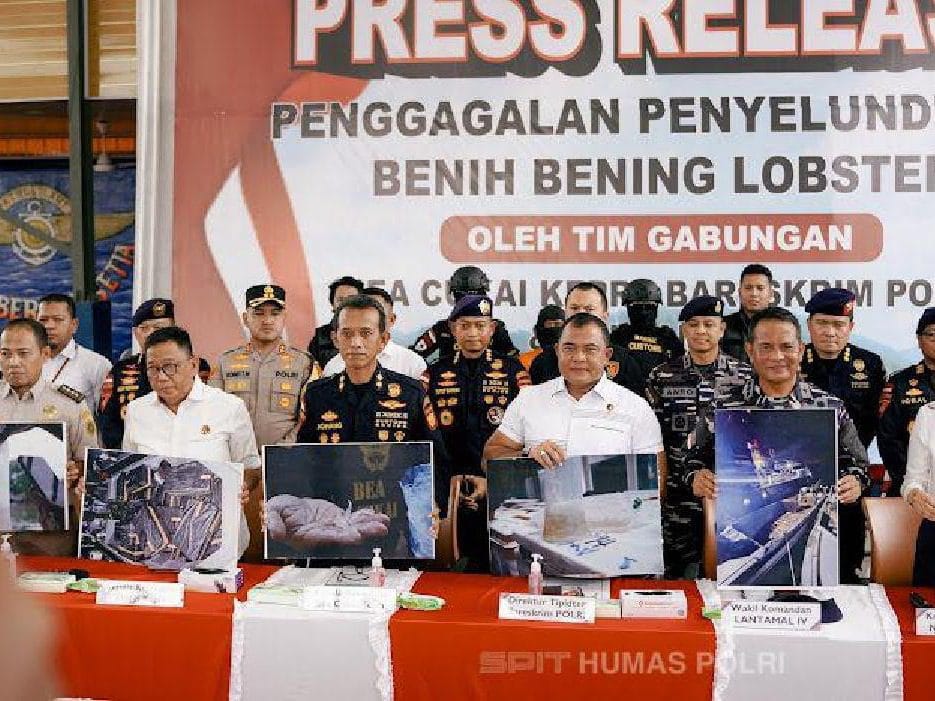 Tim Gabungan Gagalkan Penyelundupan 151.000 Benih Lobster di Bintan