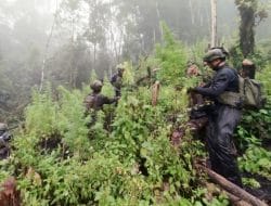 TNI Temukan Ladang Ganja 5000 m² di Serambakon, Papua, Milik Kelompok Bersenjata