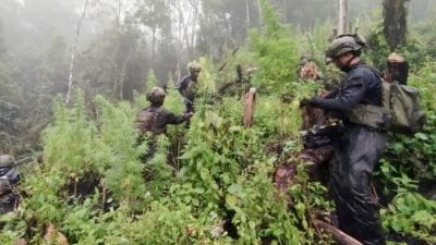 TNI Temukan Ladang Ganja 5000 m² di Serambakon, Papua, Milik Kelompok Bersenjata