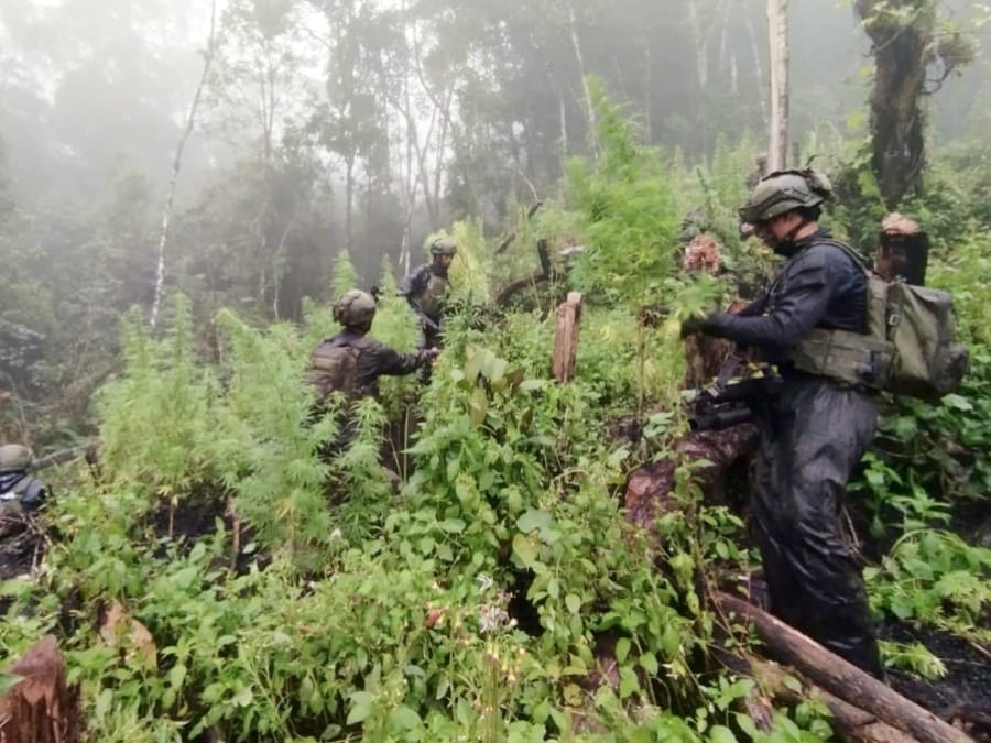 TNI Temukan Ladang Ganja 5000 m² di Serambakon, Papua, Milik Kelompok Bersenjata