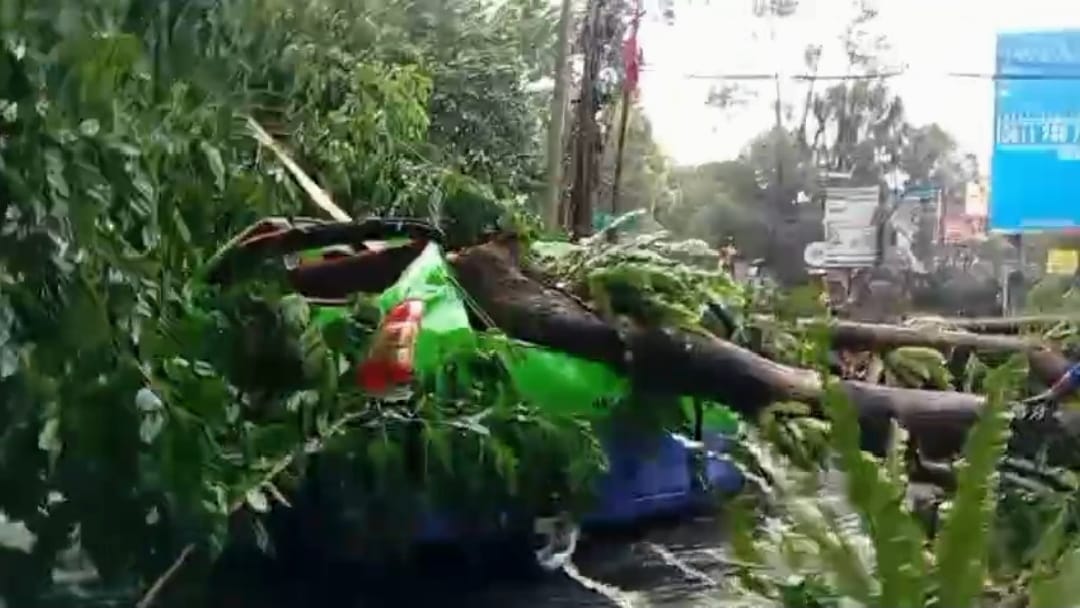 Kota Bogor Dilanda Hujan Deras, Pohon Roboh Timpa Angkot